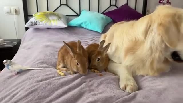 Can Golden Retriever eat in the company of rabbits? - Cute Pets Video