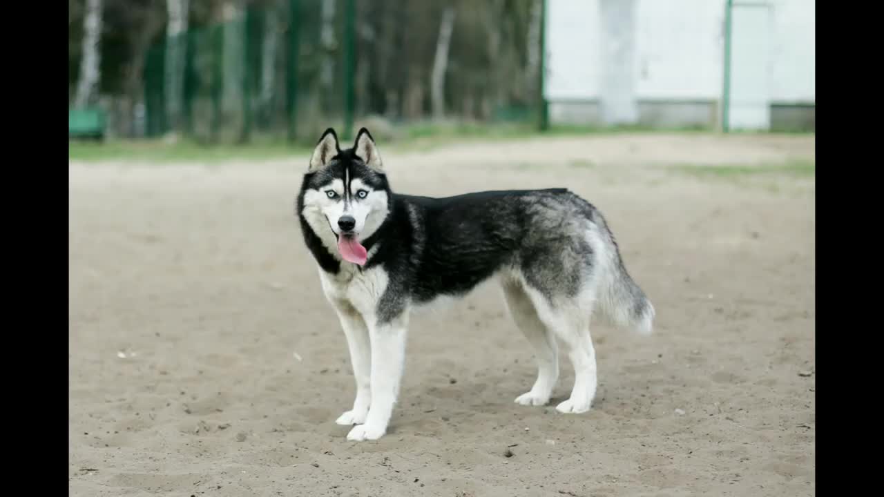 HUSKY DOG | mahmud123