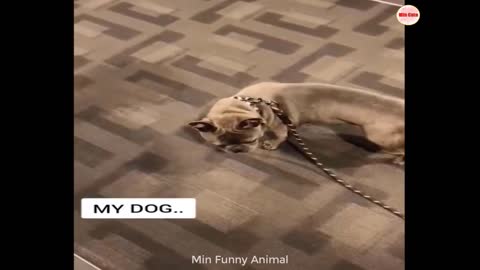 Funniest Animals | Funny Dog And Cat | Funny Animals Video