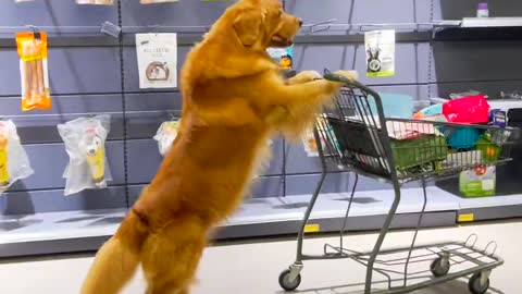 The dog pushes a shopping cart to buy treats while its owner waits for him at home