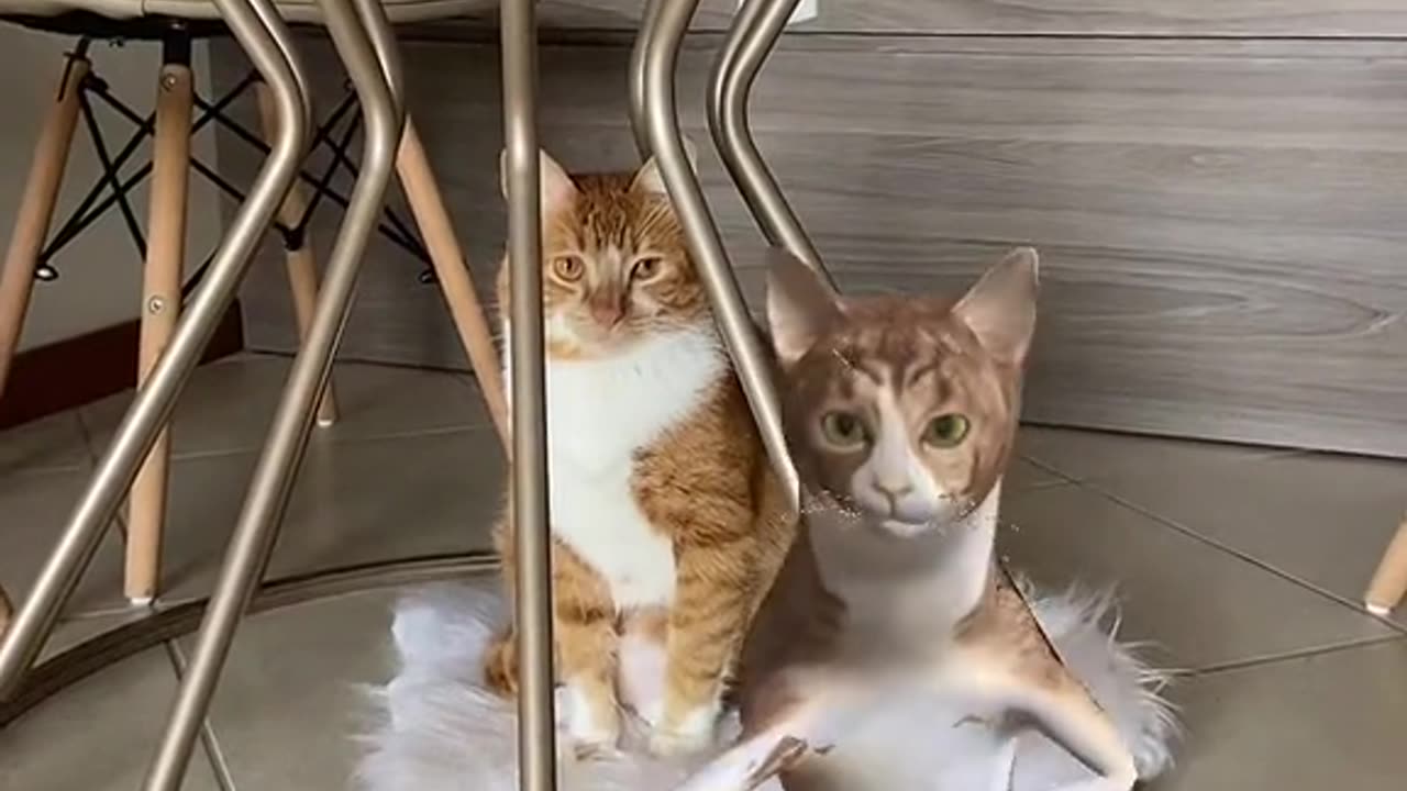 dancing cat