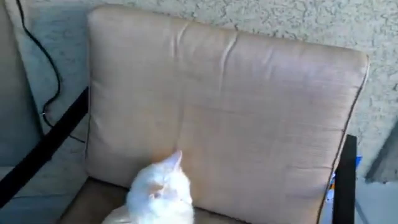 Funny Pet video cat chat talking kitties saying hello