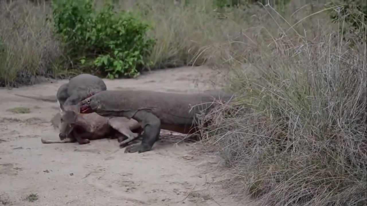 Komodo Dragon Hunting Deer-Live Eating