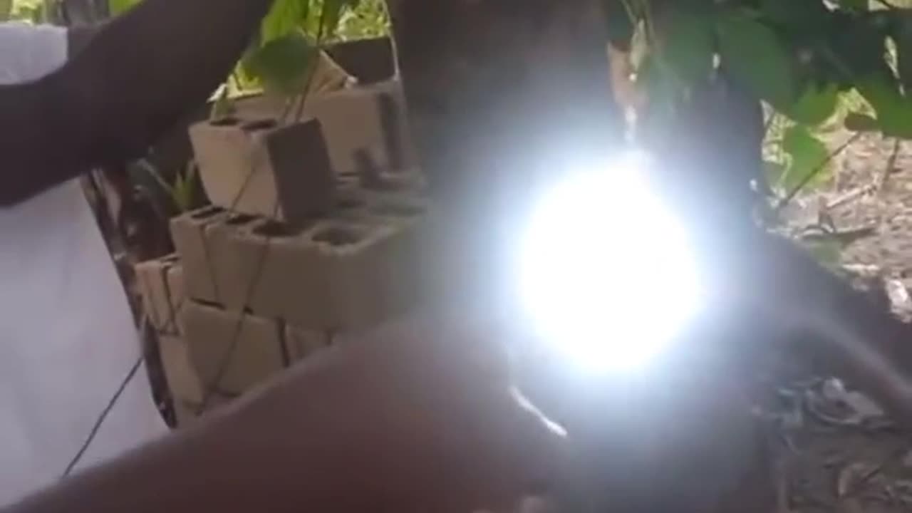 ELECTRICITY FROM 🌳 TREES!?