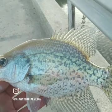 Crappie fishin