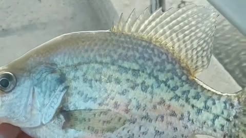 Crappie fishin