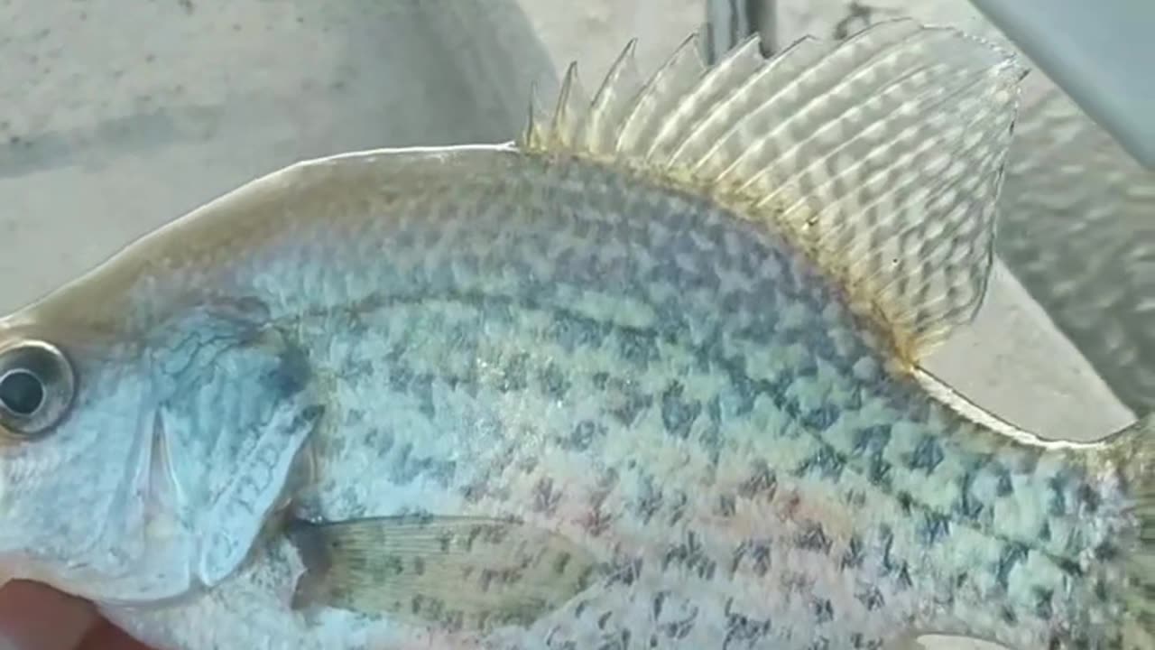 Crappie fishin