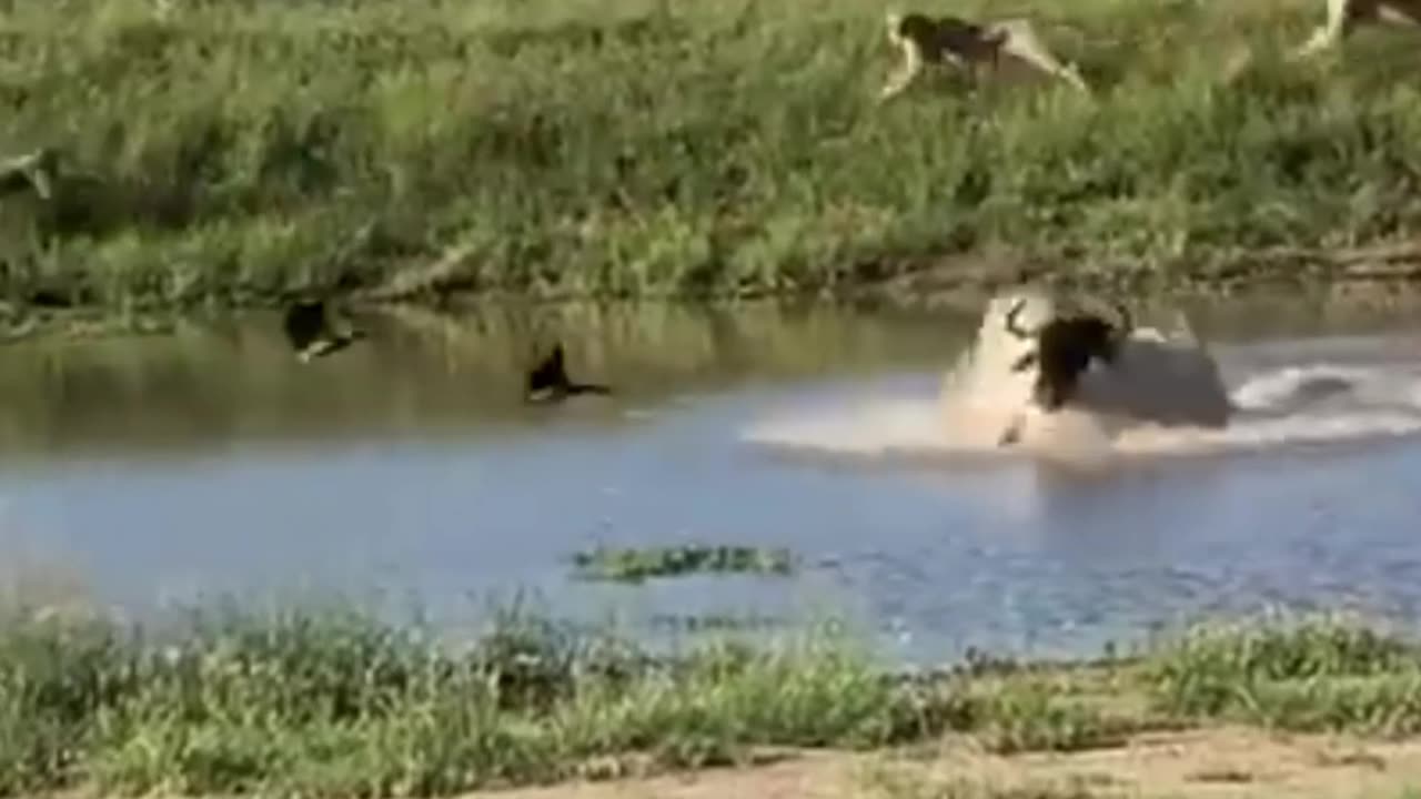 Wildebeest jumps over lions