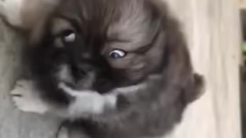 🐕 Dog