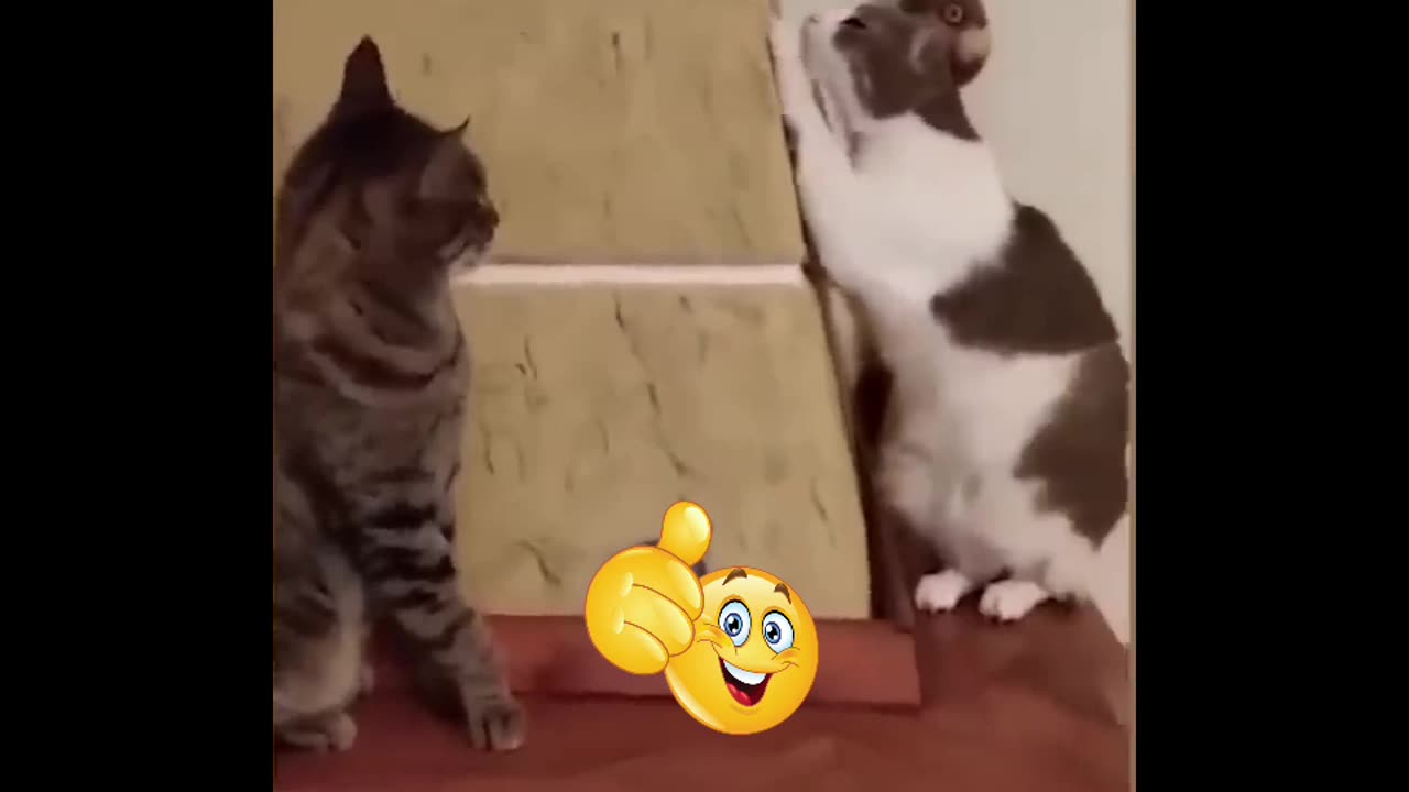 Try Not to Laugh at Funniest Cats and Dogs videos | Funny animal video-2023😹🐶🐱