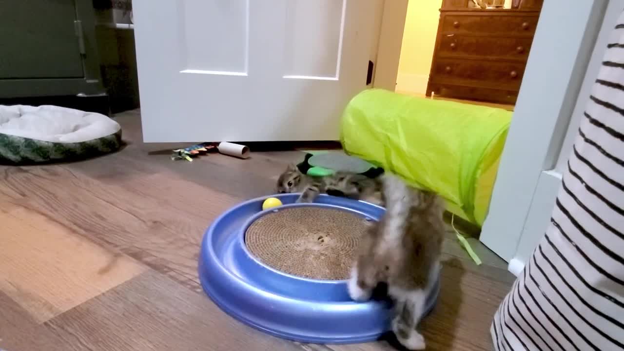 Rescued kittens ecstatic to discover toys for the first time