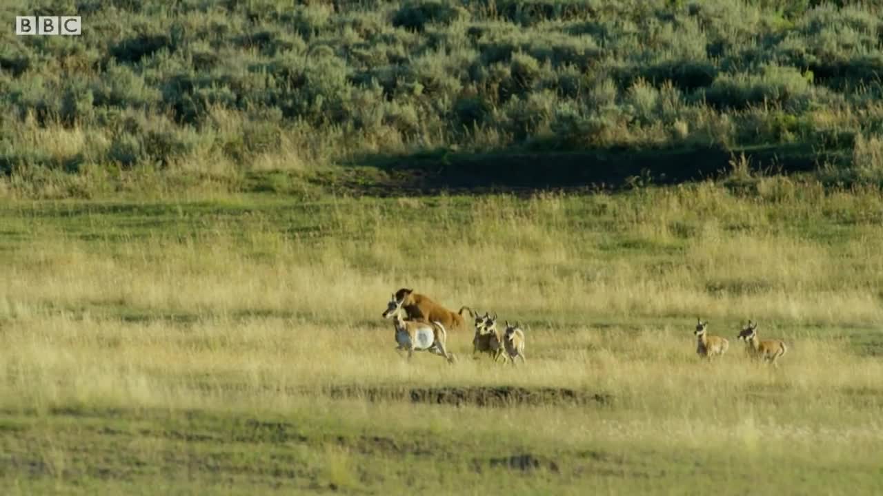 Bison Fight for Mating Rights