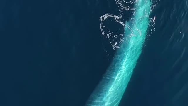 Baleia azul gigantesca