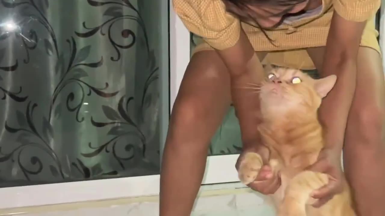 Funny cat with s*y girl