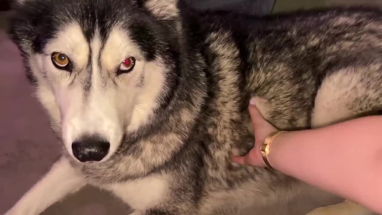 Trying To Guess What My Grumpy Husky Wants!