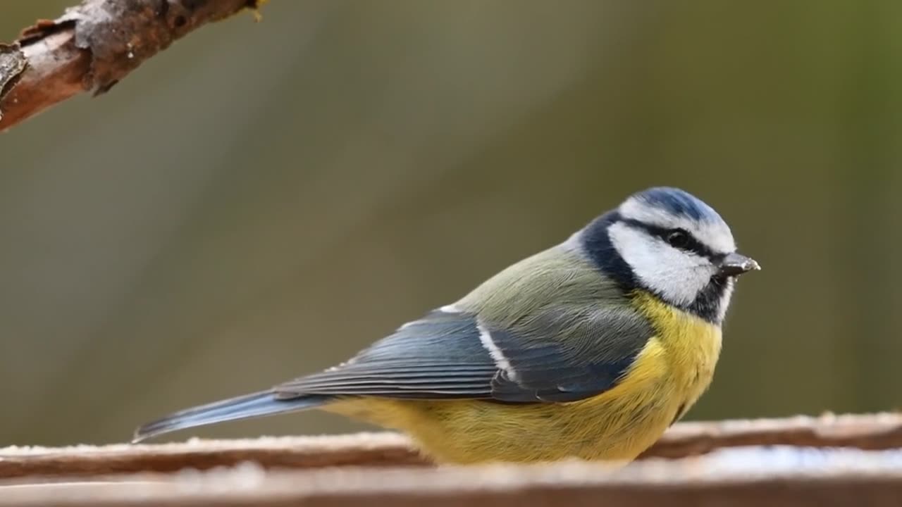 bird eating