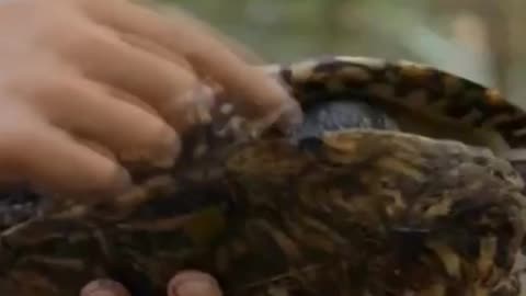 Wild Frank with Turtle