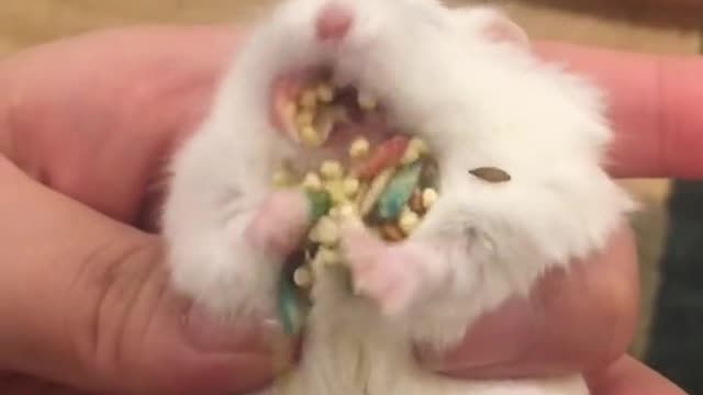 POV8 you have never seen a hamsterspitout food