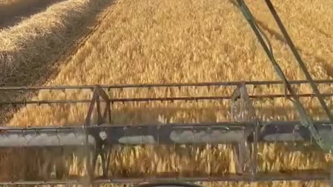 combine harvester. wheat harvest. Türkiye