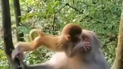 Monkey