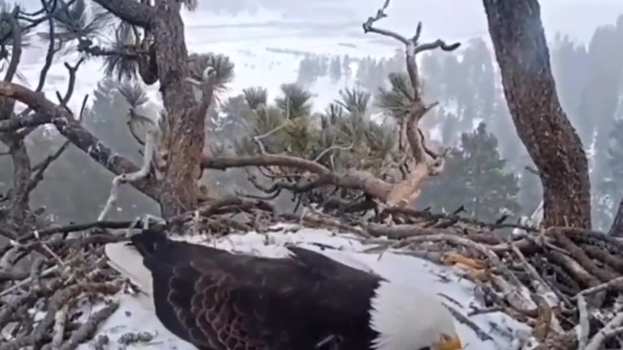 A pair of bald eagles work in shifts to hatch the egs.