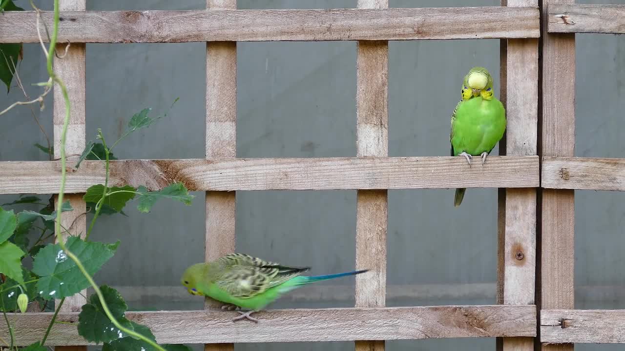 Bird Budgie Pet Parrot Budgerigar Small Animal 🌴🌴