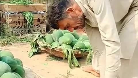 Papaya-Sindh-Karachi