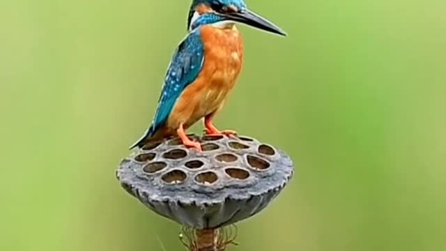 Cantando e Agradando...