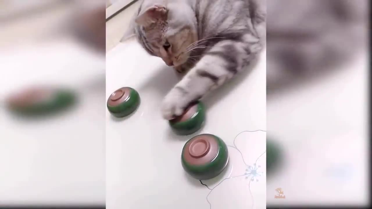 Adorable Cats And very funny