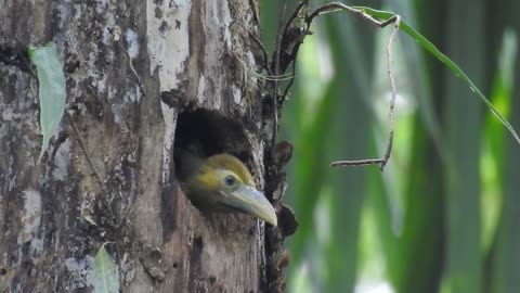 Saffron Toucanet - Araçari-banana