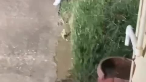 Feeding Homeless Animals