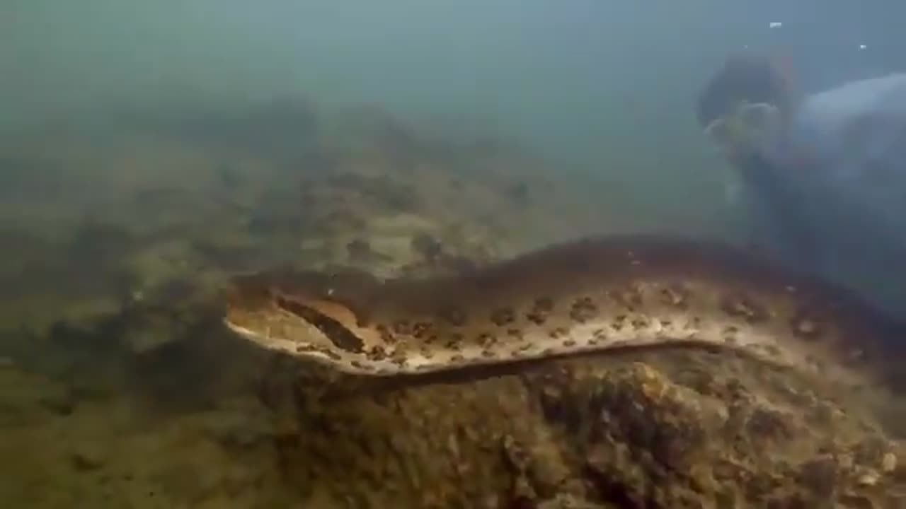 green anaconda in the Amazon rain forest