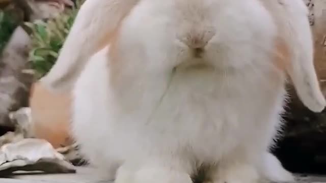 How Cute this rabbit । Cute rabbit