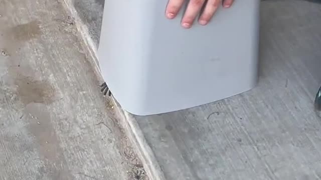 One the Most Venomous Animals in World Found in My Garage