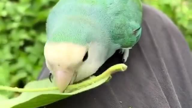 Rosy-Faced Lovebird Tugging Leaves Stalks into Feathers