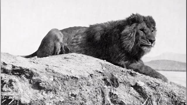 Last Pictures of extinct Animals 🥺🌏