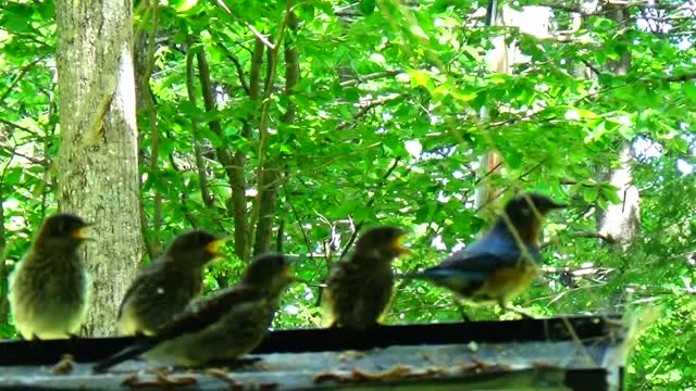 Bluebird feeding his four babies