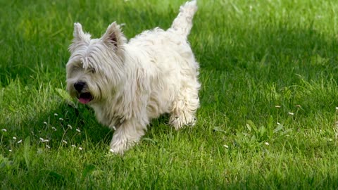 Cute dog wandering around in the park