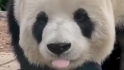 Panda funny videos