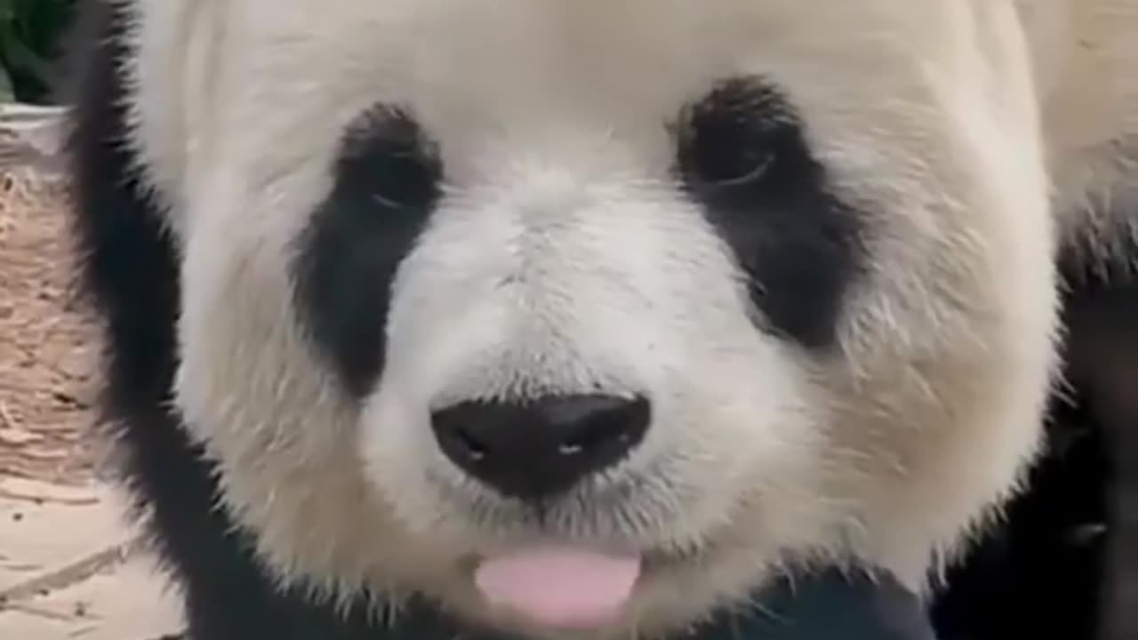 Panda funny videos