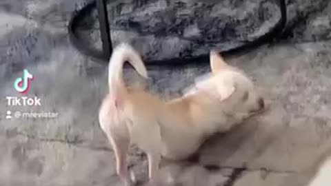 Posing dog funny clip😂😂