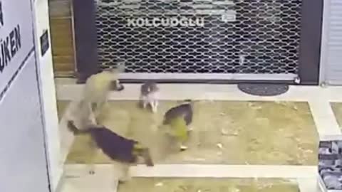 Watch the 35 hero animals that saves human lives