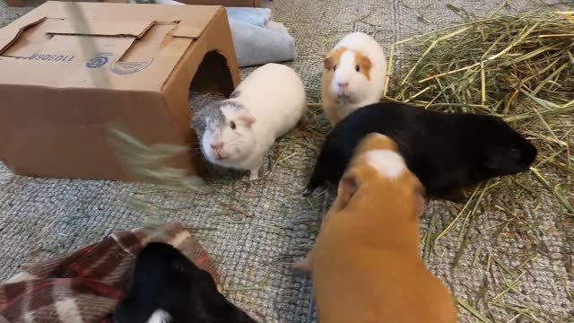 Best guinea pig noises of the wheek!