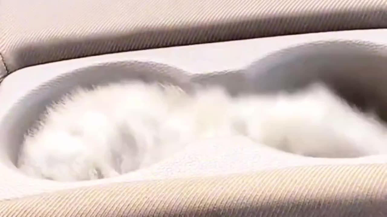 Funny Cats