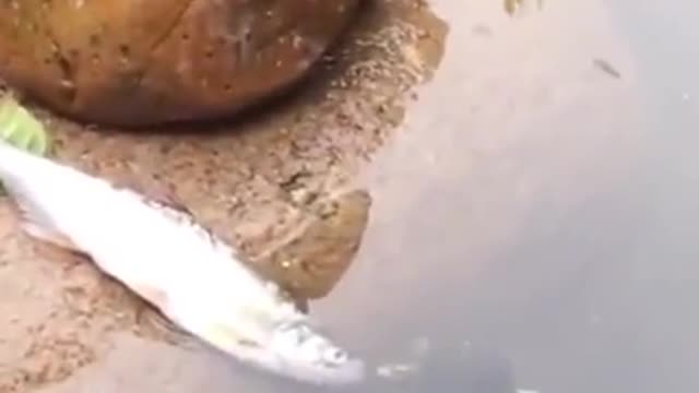 A Little turtle saves fish