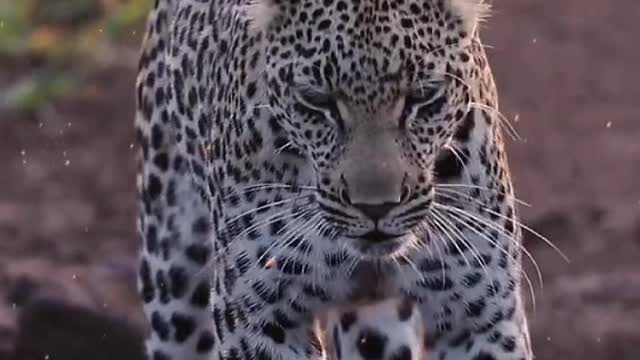 African impression of the leopard