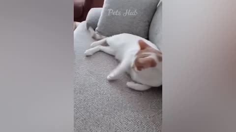 Funny cats and their activity for babies🤣