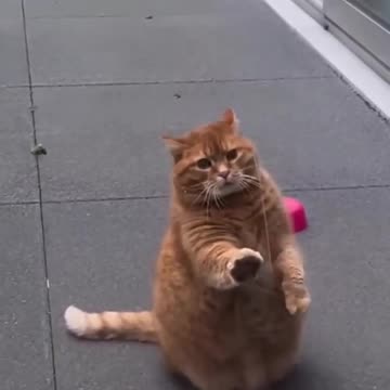 Funny animals😍🤩😍🤩😍🤩