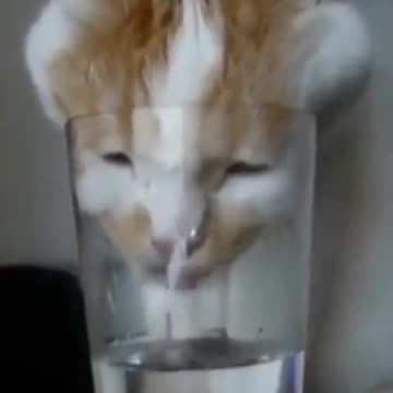 😹Cats Doing Cat Things😹 #1