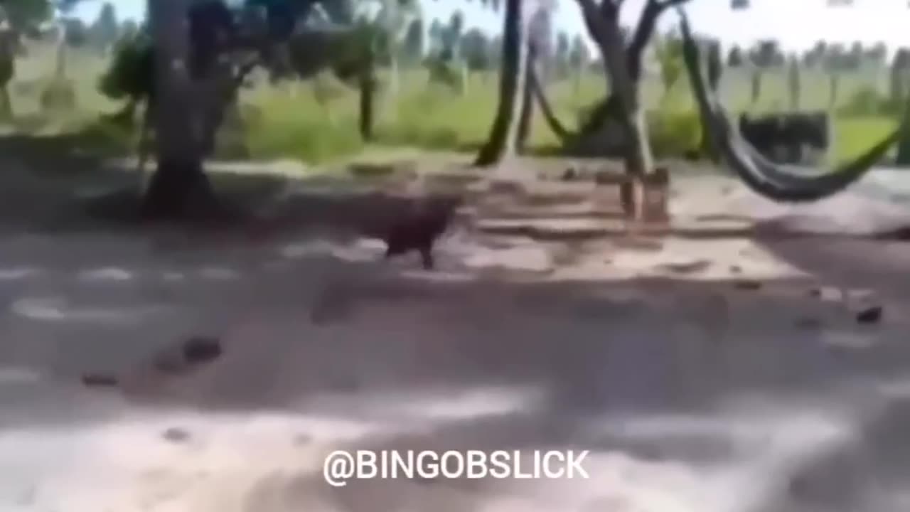 Rooster vs dog